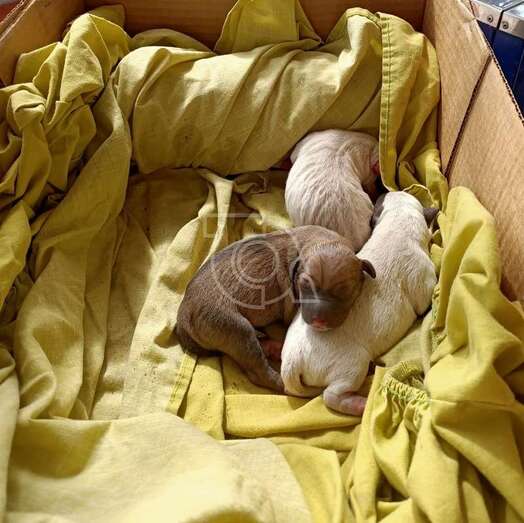 Los tres cachorros hallados en una caja de cartón/TA.